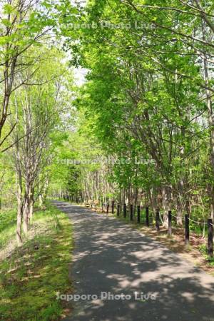 五天山公園 　散策路