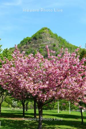五天山公園 　八重桜