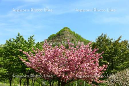五天山公園 　八重桜