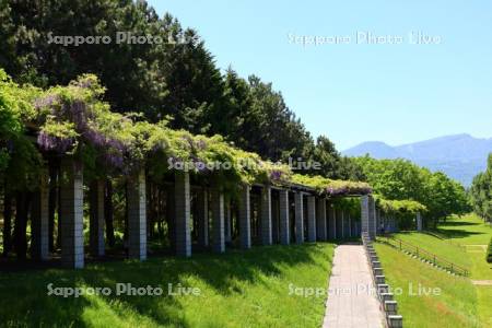 前田森林公園　大パーゴラの藤棚
