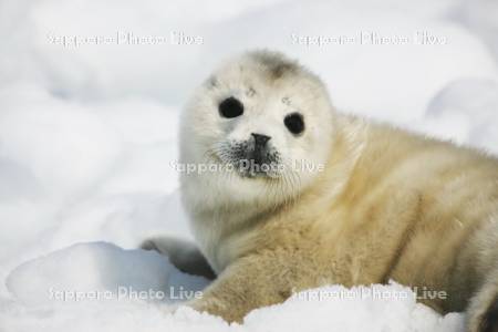 ゴマフアザラシ