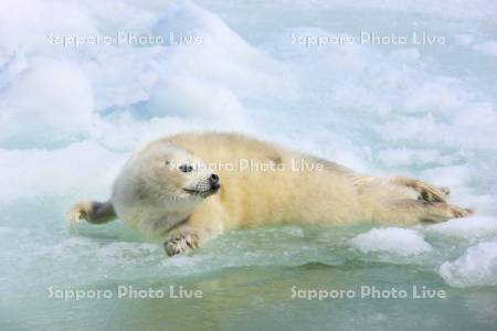 ゴマフアザラシ