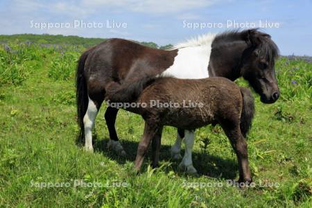 馬の親子　授乳