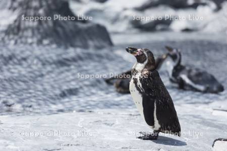 フンボルトペンギン　旭山動物園