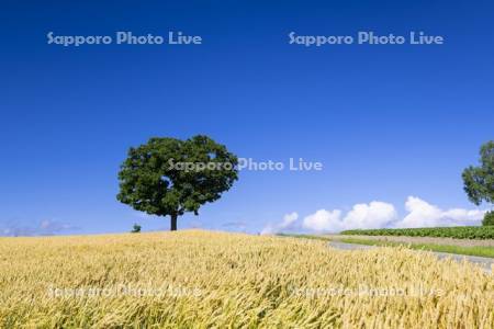 麦畑とセブンスターの木