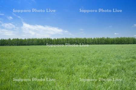 草原と唐松の防風林