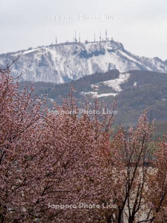 軽川緑地の桜と手稲山