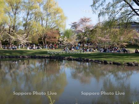 中島公園菖蒲池と花見