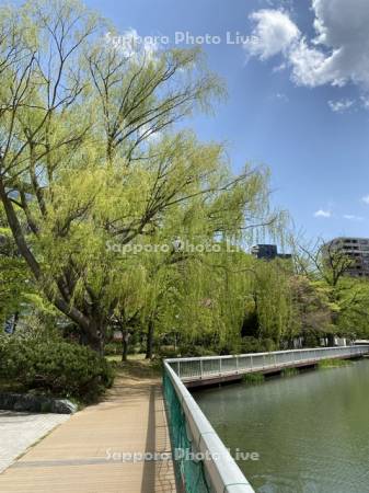 中島公園　菖蒲池　ボート