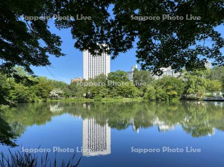 中島公園　菖蒲池の水鏡