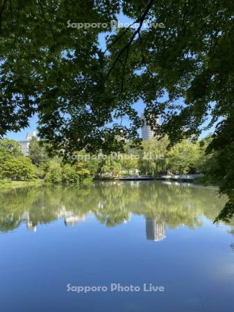 中島公園　菖蒲池の水鏡