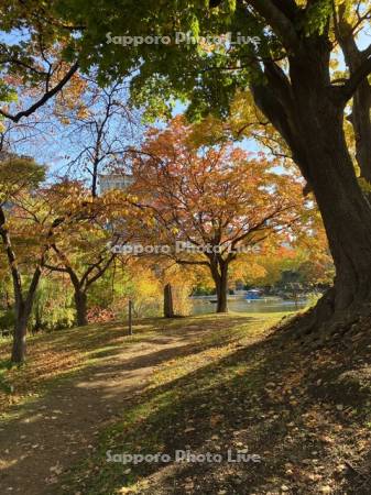 中島公園　菖蒲池