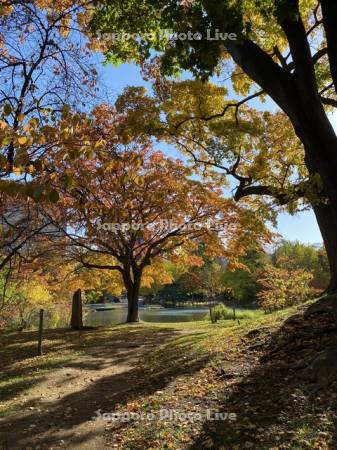 中島公園　菖蒲池