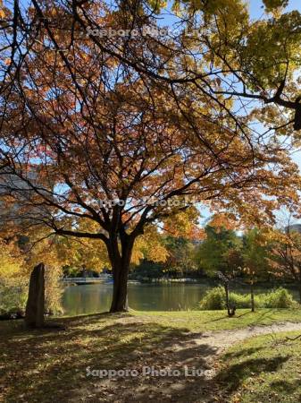 中島公園　菖蒲池