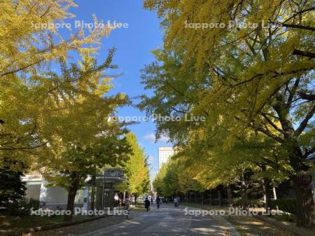 中島公園駅　イチョウ並木