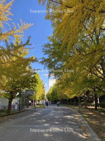 中島公園駅　イチョウ並木