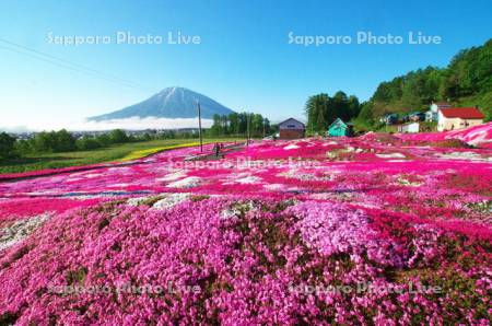 三島さんの芝桜庭園と羊蹄山