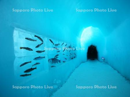 支笏湖氷濤まつり　氷の水族館
