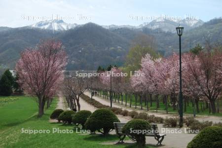 星観緑地の桜と手稲山
