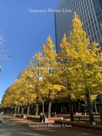 札幌市北３条広場（アカプラ）イチョウ並木